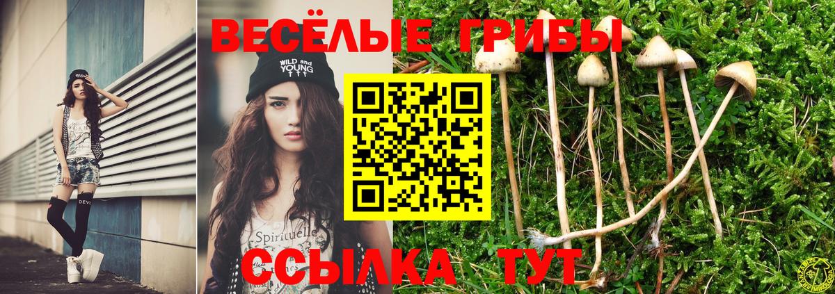 Псилоцибиновые грибы мицелий Выборг